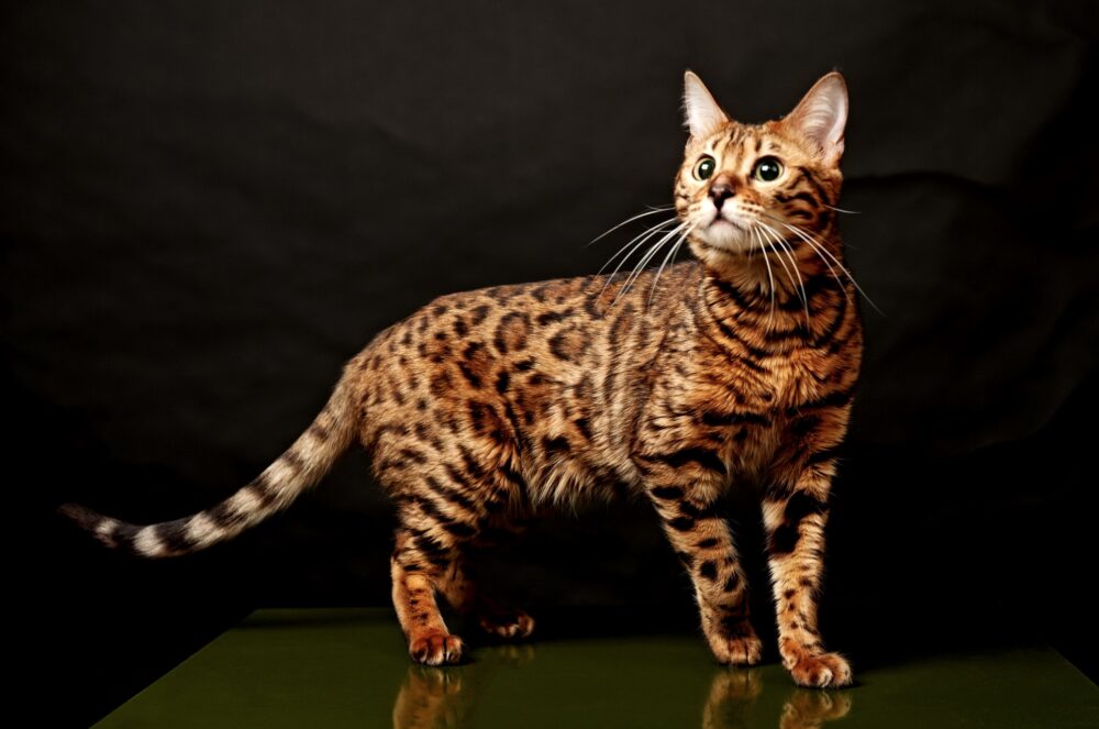 бенгальская кошка коричневая