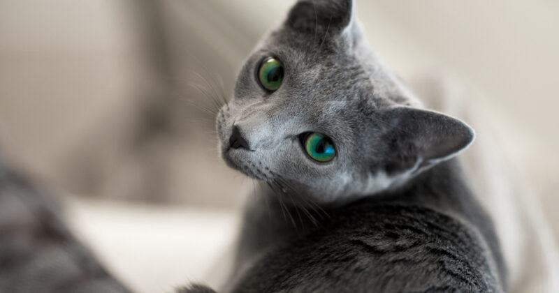 Русская голубая кошка: стандарт породы, особенности характера и содержания