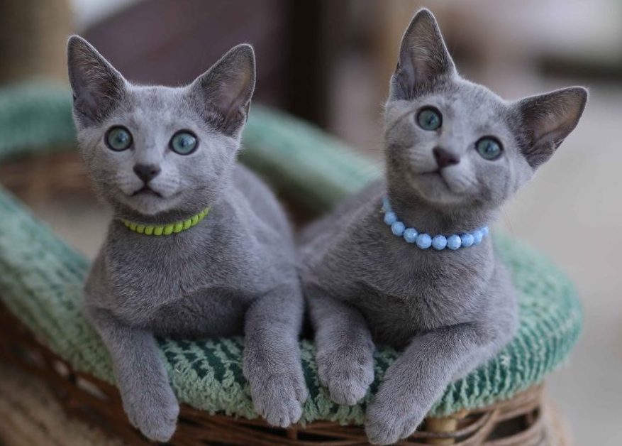 Внешний вид русской голубой кошки горделивый и статусный. 