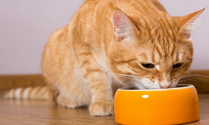 Сколько и чем кормить кошку – советы ветеринаров