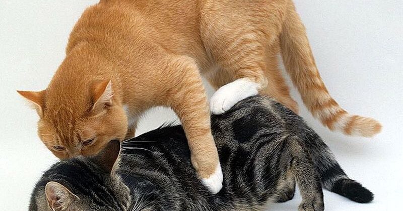 Как организовать вязку кошки и кота