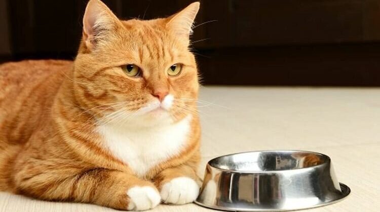 Почему кошка выпрашивает еду, даже если не голодна