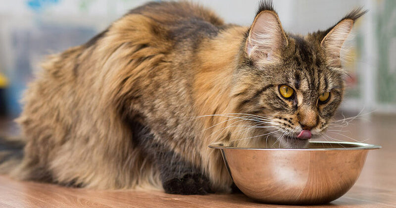 Мейн-кун – как кормить большую кошку, рацион по весу и возрасту