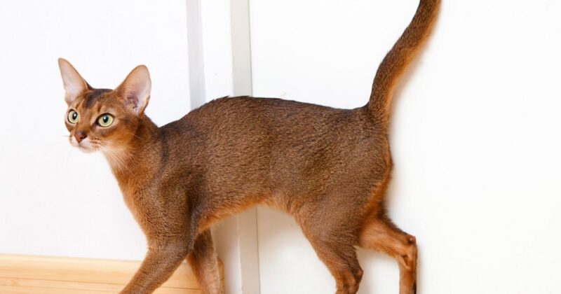 Абиссинская кошка – происхождение породы, особенности характера, уход и содержание