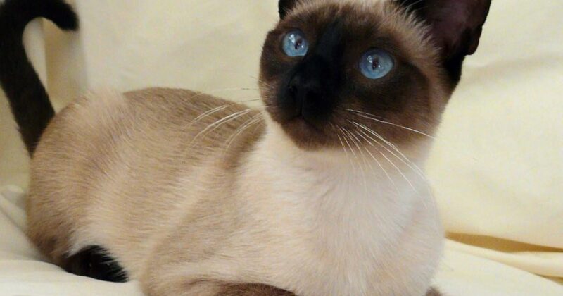 Сиамская кошка — происхождение породы, особенности характера и содержания