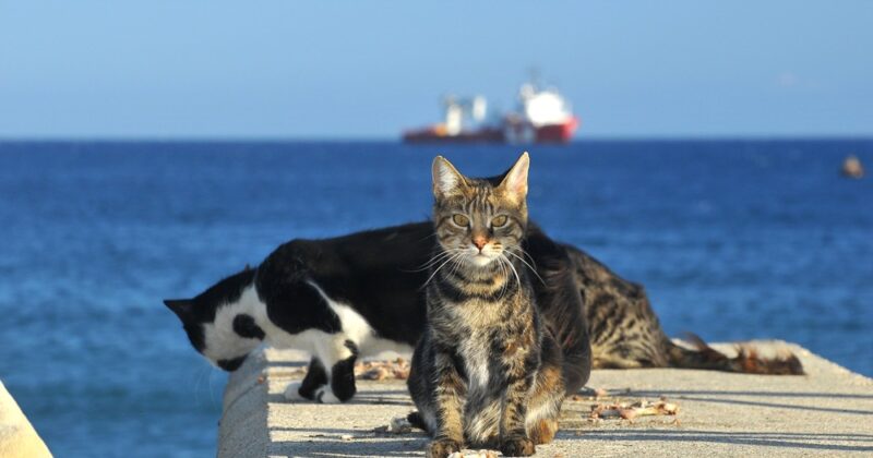 Почему на Кипре так много кошек