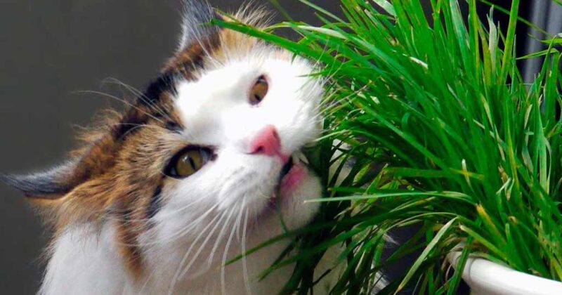 Какие комнатные растения ядовиты для кошек