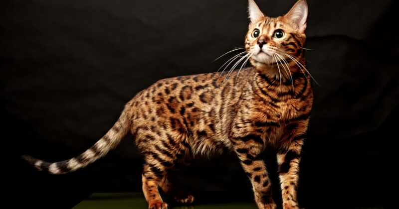 Бенгальская кошка — история породы, особенности характера и содержания