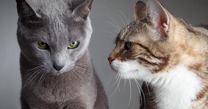 Как подружить новую кошку со старой: знакомство взрослых животных
