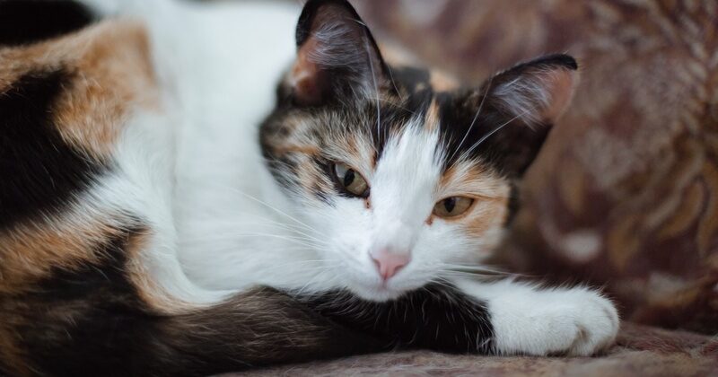 Трехцветная кошка: особенности, приметы и характер
