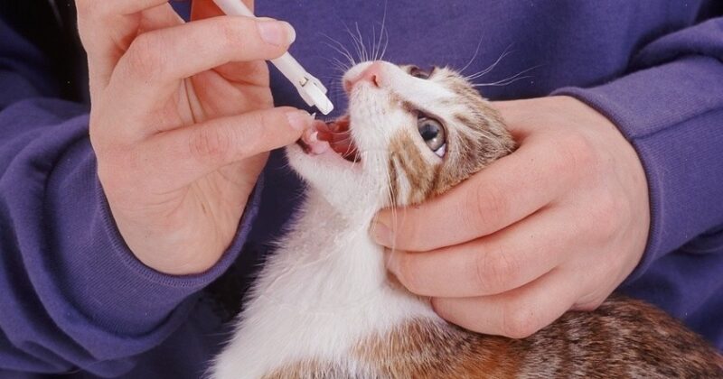 Глисты у кошек: симптомы, виды, лечение, фото